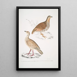 John Edward Gray - 1 Wood Partridge Perdix gularis 2 Oriental Partridge Perdix orientalis.webp