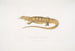 Varan keltainen maalaus (Monitor flavescens) - John Edward Gray — näkymä teoksesta