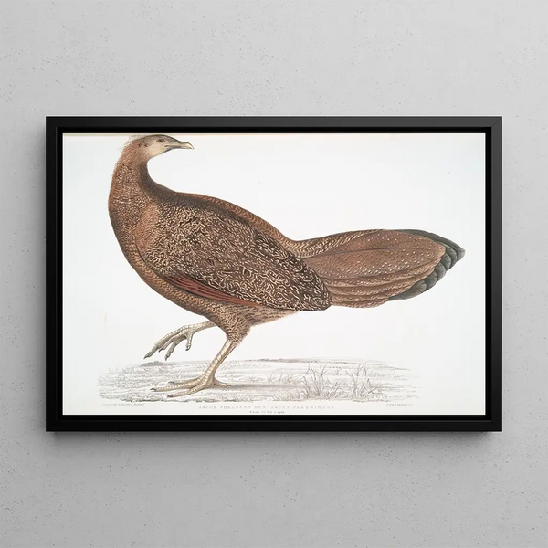 John Edward Gray - Argus Pheasant Argus Paeoninus Pavoninus China.webp