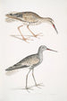 Bécassine à tête cendrée Totanus fuscus - John Edward Gray — näkymä teoksesta