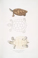 Tortue Batagur Emys Batagur - John Edward Gray — näkymä teoksesta