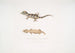 Beau Cyrtodactylus Cyrtodactylus pulchellus - John Edward Gray — näkymä teoksesta