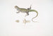 Penangin Uromastix de Bell (Uromastix Bellii) - John Edward Gray — näkymä teoksesta