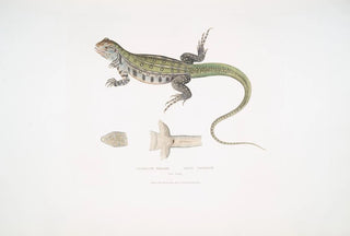 John Edward Gray - Bells Uromastix Uromastix Bellii From Penang.webp