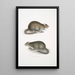 Rat des champs du Bengale Arvicola Bengalensis - John Edward Gray — kehystetty taideteos seinällä