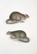 Rat des champs du Bengale Arvicola Bengalensis - John Edward Gray — näkymä teoksesta