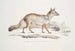 Renard Bengal Canis Vulpes Bengalensis Canis Kokree - John Edward Gray — näkymä teoksesta