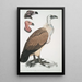 Vautour du Bengale Vultur Bengalensis 1 Tête de Vultur Pondicherianus 2 Tête de Vultur monarchus monachus - John Edward Gray — kehystetty taideteos seinällä