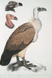 Vautour du Bengale Vultur Bengalensis 1 Tête de Vultur Pondicherianus 2 Tête de Vultur monarchus monachus - John Edward Gray — näkymä teoksesta