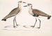 Mustavatsa-kiurusta, Charadrius ventralis Wagleri, uros ja naaras, Cawnpore tammikuu 1798 - John Edward Gray — näkymä teoksesta