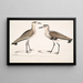 Mustavatsa-kiurusta, Charadrius ventralis Wagleri, uros ja naaras, Cawnpore tammikuu 1798 - John Edward Gray — kehystetty taideteos seinällä