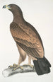 Aigle brun Aquilla fusca - John Edward Gray — näkymä teoksesta