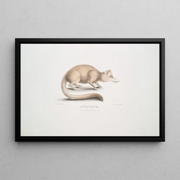 John Edward Gray - Brown long nosed Civet Viverra fusca.webp