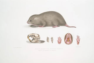 John Edward Gray - Chinese Bamboo Rat Rhizomys Sinensis.webp