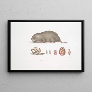 John Edward Gray - Chinese Bamboo Rat Rhizomys Sinensis.webp