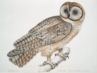 Hibou chinois Strix sinensis - John Edward Gray — näkymä teoksesta