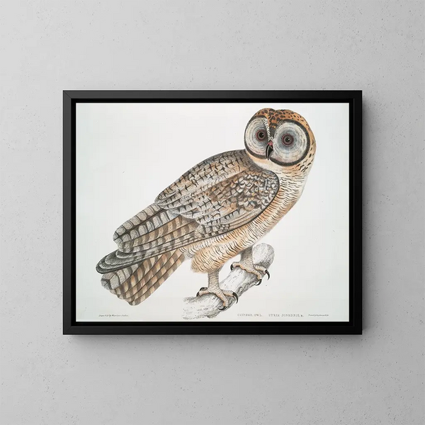 Hibou chinois Strix sinensis - John Edward Gray — kehystetty taideteos seinällä
