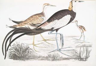 John Edward Gray - Chinese Parra Parra Sinensis 1 Adult 2 Young 3 Chicken just hatched.webp