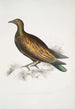 Kiinalainen kyyhky Columba Gouldioe - John Edward Gray — näkymä teoksesta
