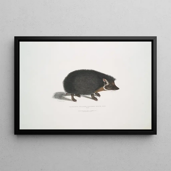 John Edward Gray - Collared Hedge Hog Erinaceus collaris.webp