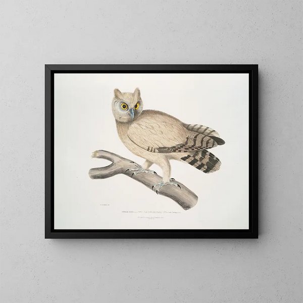 Hibou de Coromandel - John Edward Gray — kehystetty taideteos seinällä