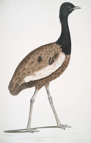 John Edward Gray - Delicious Bustard Otis deliciosa Male.webp