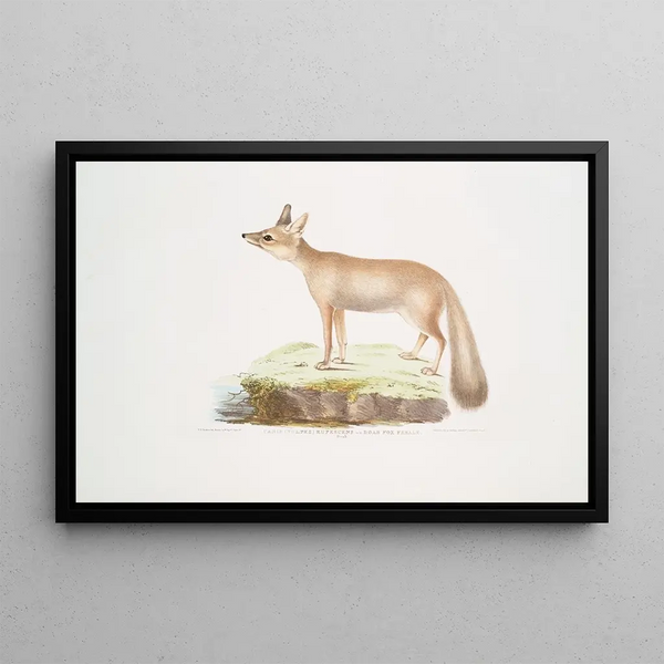 John Edward Gray - Doab Fox Canis Vulpes rufescens Female.webp