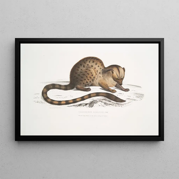 John Edward Gray - Dr Hamiltons Paradoxurus Paradoxurus Hamiltonii.webp