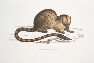John Edward Gray - Dr Hamiltons Paradoxurus Paradoxurus Hamiltonii.webp