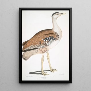 John Edward Gray - Edwards Bustard Otis Edwardsii.webp