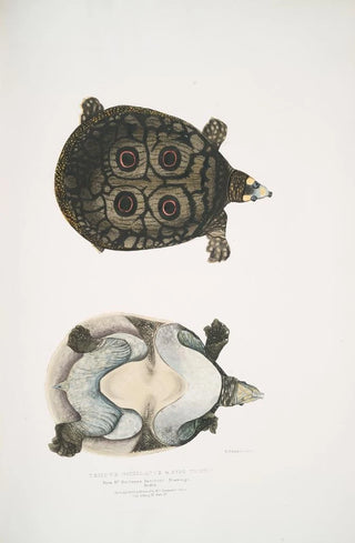 John Edward Gray - Eyed Trionyx Tryonix ocellatus.webp