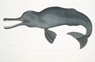 John Edward Gray - Gangetic Platanista Platanista Gangetica.webp