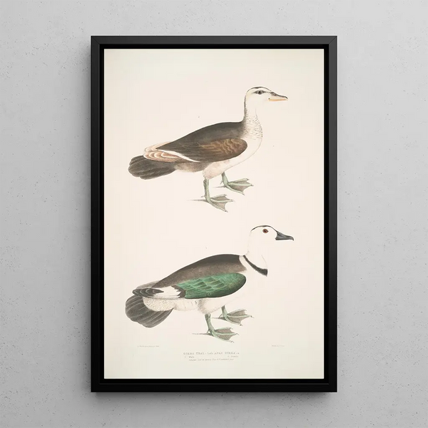John Edward Gray - Girra Teal Anas girra Male and Female.webp