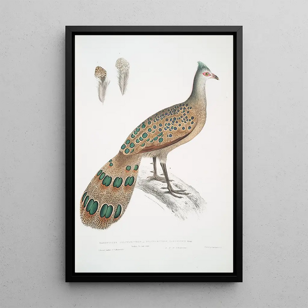 John Edward Gray - Hardwickes Polyplectron Polyplectron Hardwickii.webp