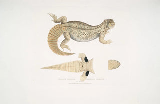 John Edward Gray - Hardwickes Uromastix Uromastix Hardwickii From Hindustan.webp