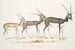Intian antilooppi Antilope cervicapra 1 Nuori tammikuussa 1822 2 sama yksilö loppukuussa 1823 3 Aikuinen - John Edward Gray — näkymä teoksesta