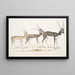 Intian antilooppi Antilope cervicapra 1 Nuori tammikuussa 1822 2 sama yksilö loppukuussa 1823 3 Aikuinen - John Edward Gray — kehystetty taideteos seinällä
