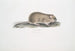 John Edward Grayin Souris des champs indienne Arvicola Indica - Maalaus — näkymä teoksesta