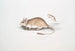 Rat Gerboise Indien Gerbillus Indicus - John Edward Gray — näkymä teoksesta