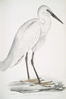 Intian valkoinen haikara Ardea orientalis - John Edward Gray — näkymä teoksesta
