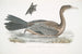 Cormoran javanais Crabo Carbo Javannica - John Edward Gray — näkymä teoksesta