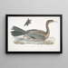 Cormoran javanais Crabo Carbo Javannica - John Edward Gray — kehystetty taideteos seinällä