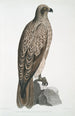 Aigle pêcheur ligné Halitus lineatus - John Edward Gray — näkymä teoksesta