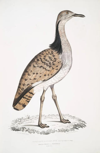 John Edward Gray - Macqueens Bustard Otis Macqueenii Hamalaya Mountains.webp