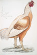 Coq de Malabar Gallus gigantea taille naturelle - John Edward Gray — näkymä teoksesta