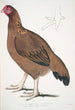 Poule de Malabar Gallus giganteus commun dans le Doab - John Edward Gray — näkymä teoksesta