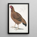 Poule de Malabar Gallus giganteus commun dans le Doab - John Edward Gray — kehystetty taideteos seinällä