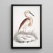 Héron à dos marron Ardea Grayii - John Edward Gray — kehystetty taideteos seinällä