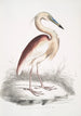 Héron à dos marron Ardea Grayii - John Edward Gray — näkymä teoksesta