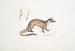 Paradoxure masqué Paradoxurus Viverra Larvatus - John Edward Gray — näkymä teoksesta